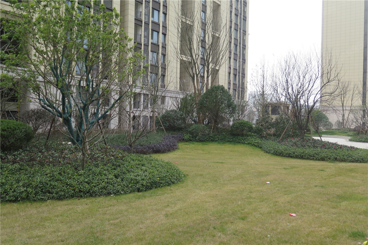 中骏柏景湾实景图-小区绿化